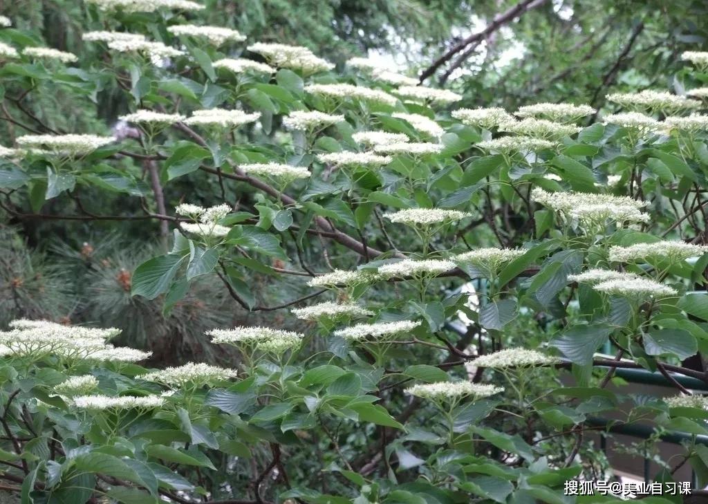 灯台树提取物的作用与功效:镇静,消炎止痛