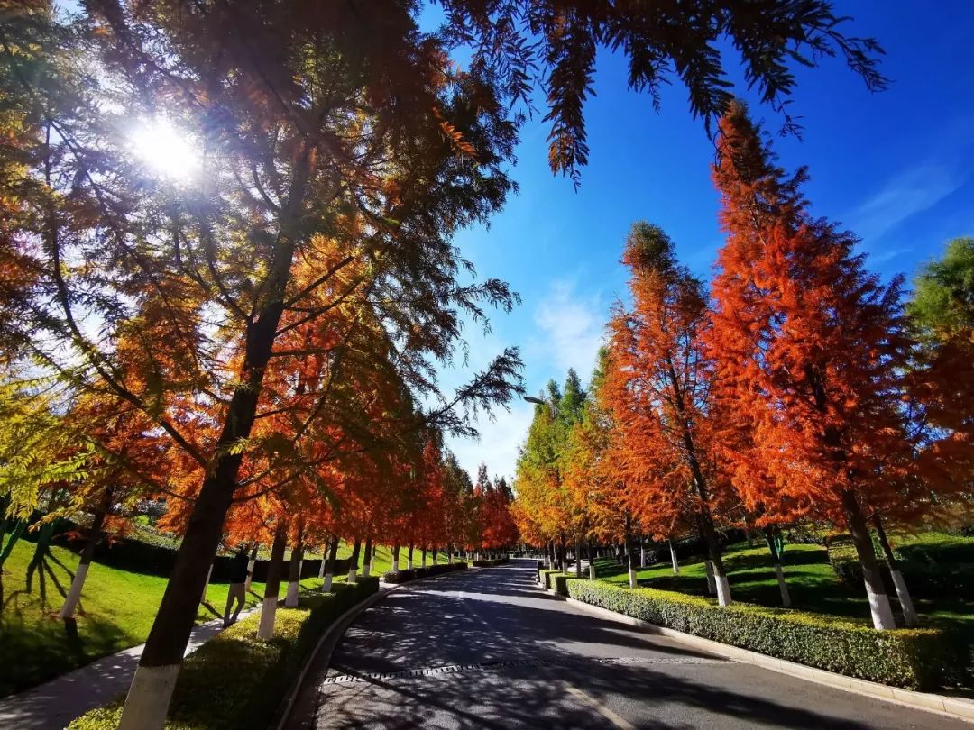 你知道明远西路的我叫中山杉吗?