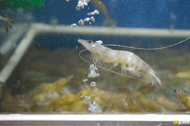 游啊游~(这样活虾入锅的做法,在荥阳应该没几家)保证迷踪虾口感的是