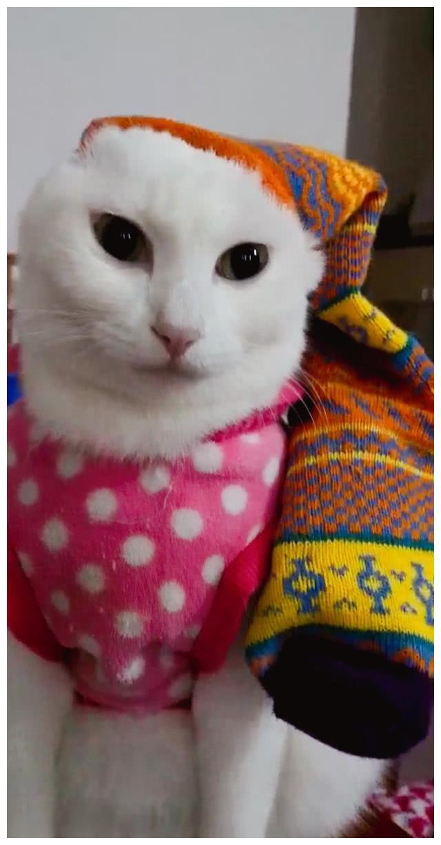 主人把臭袜子戴在猫咪头上结果小家伙瞬间崩溃表情笑趴铲屎官