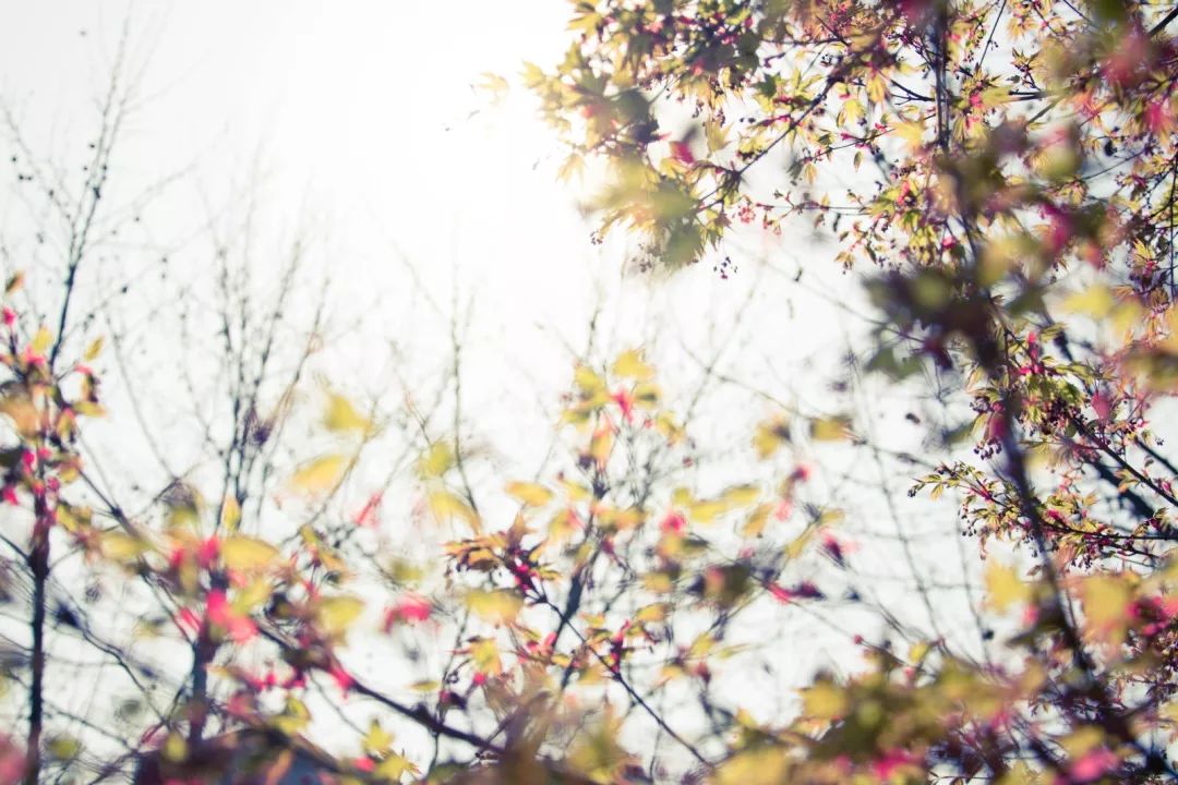 台湾教授彭明辉小学教育比你想像的还宽阔深度好文