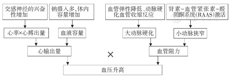 高血压的发病机制复杂,血压的调节受心输出量和外周阻力的影响以及