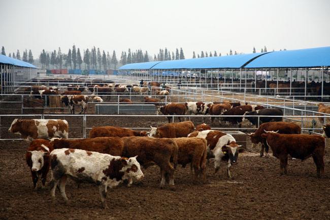 河南牛业振兴力度大,全年检测合格率达99.8%