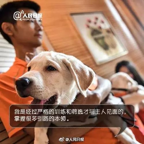 導盲犬坐地鐵被騷擾，這個舉動引來全網熱議... 寵物 第19張