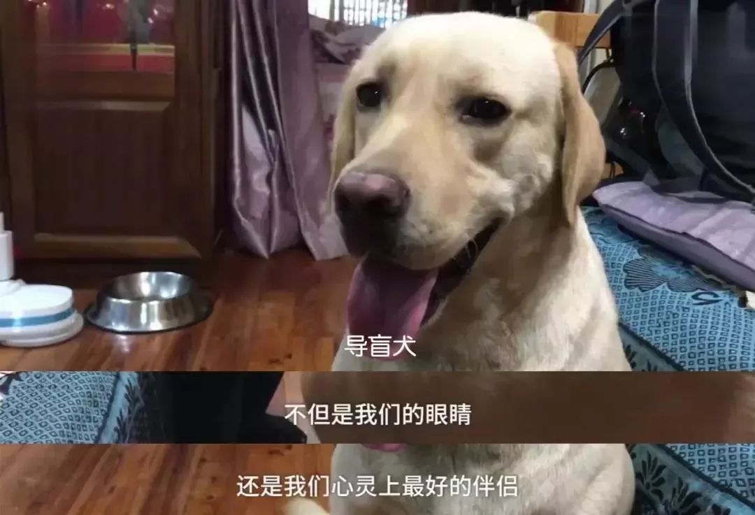 導盲犬坐地鐵被騷擾，這個舉動引來全網熱議... 寵物 第9張