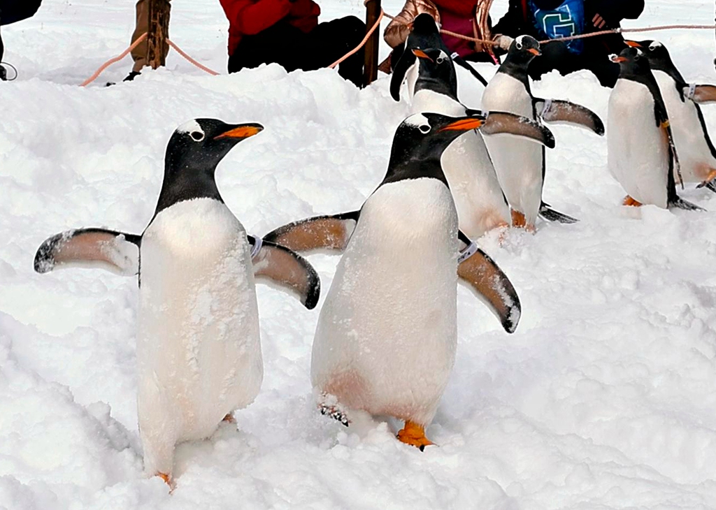 日本小樽水族馆企鹅巡游啦!"呆头呆脑"萌爆了_路线