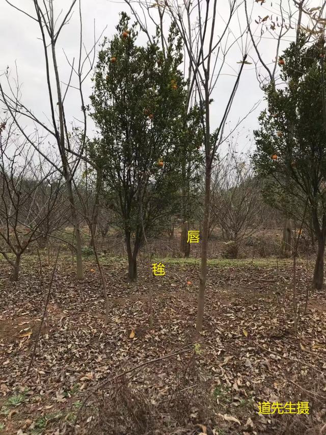 唇毡明显圆润.去水有被一圆形山堵住,气更聚堂前.