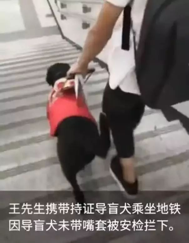 導盲犬坐地鐵被騷擾，這個舉動引來全網熱議... 寵物 第4張