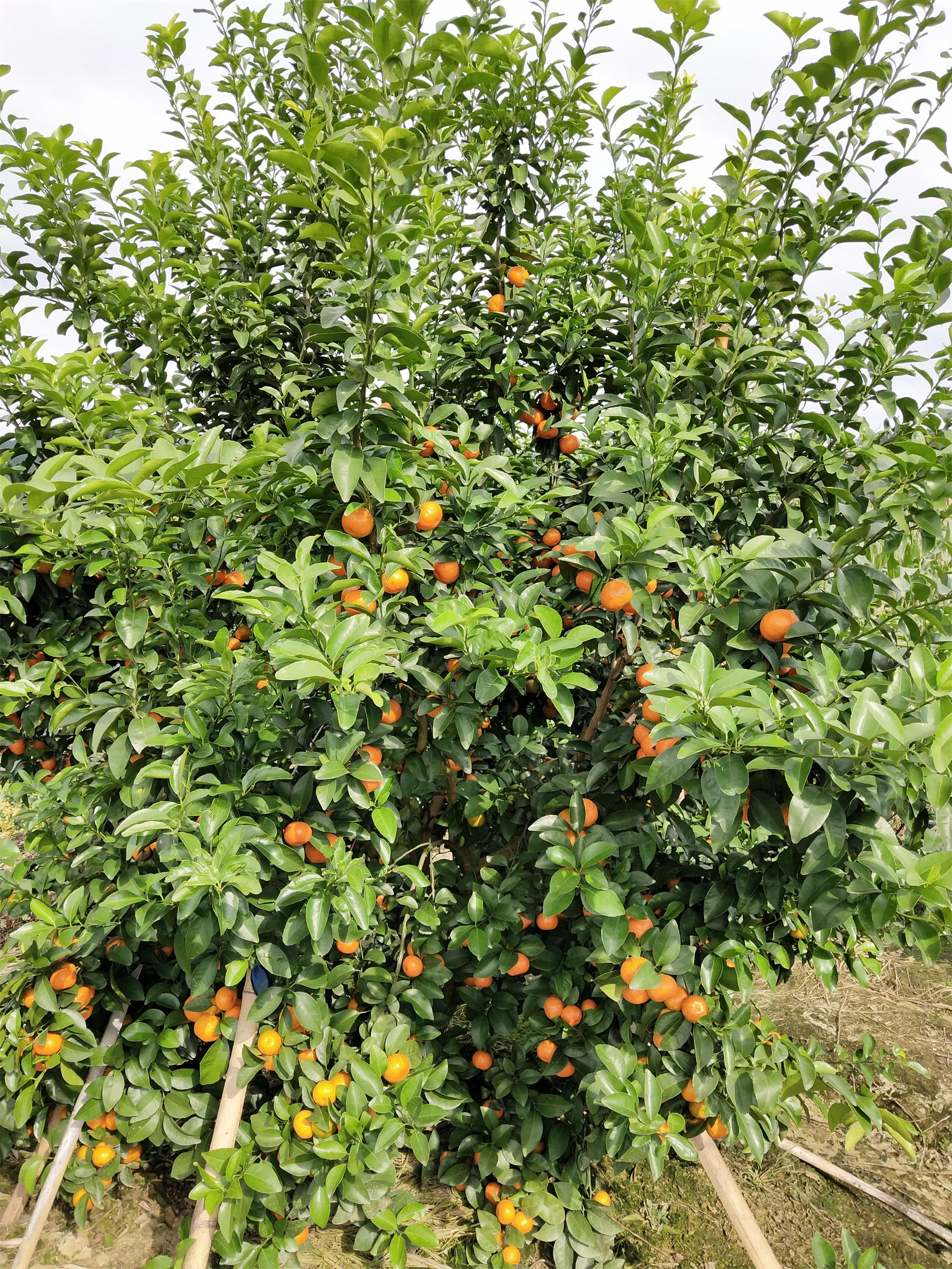 砂糖橘树种植环境图片