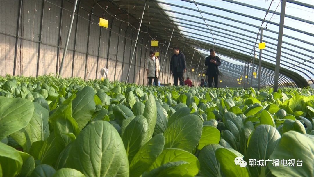 鄄城臨縣:大棚種出稀罕物 蔬菜當成