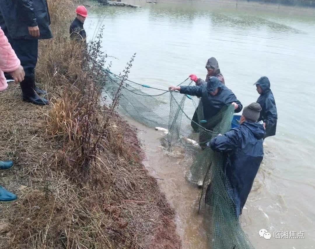 臨湘農村乾魚塘,場面壯觀!