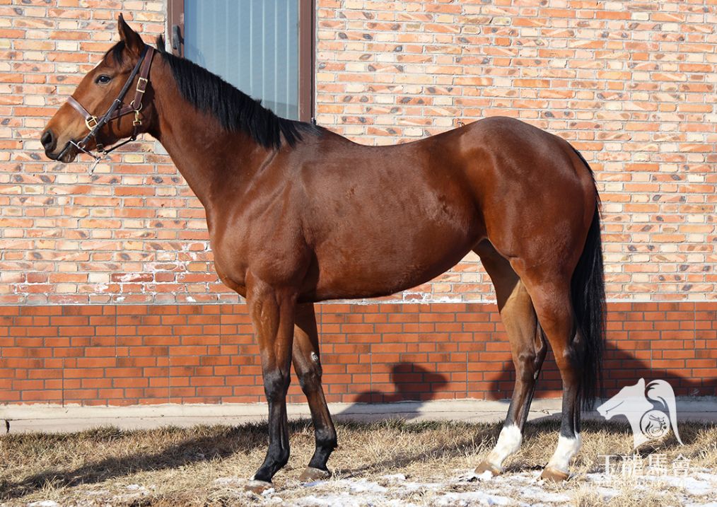 亮眼睛混合马种精选好马助力马业发展大计"以马匹交易促进流通,以流通