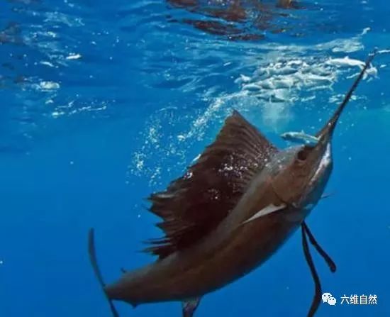 旗魚成兇猛霸王魚之路，剛出生指甲般小的魚，成年能刺穿油輪鋼板 寵物 第6張