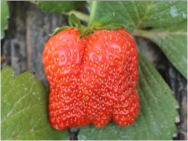 草莓畸形果的形成原因及预防措施