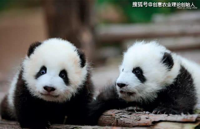 大熊猫美学头条推荐丨张志和大熊猫文化价值初探