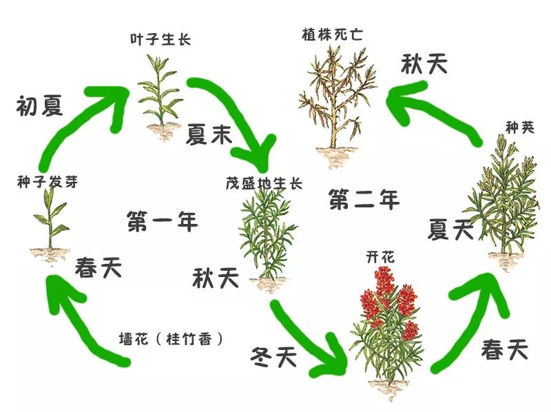 植物的一生流程图图片