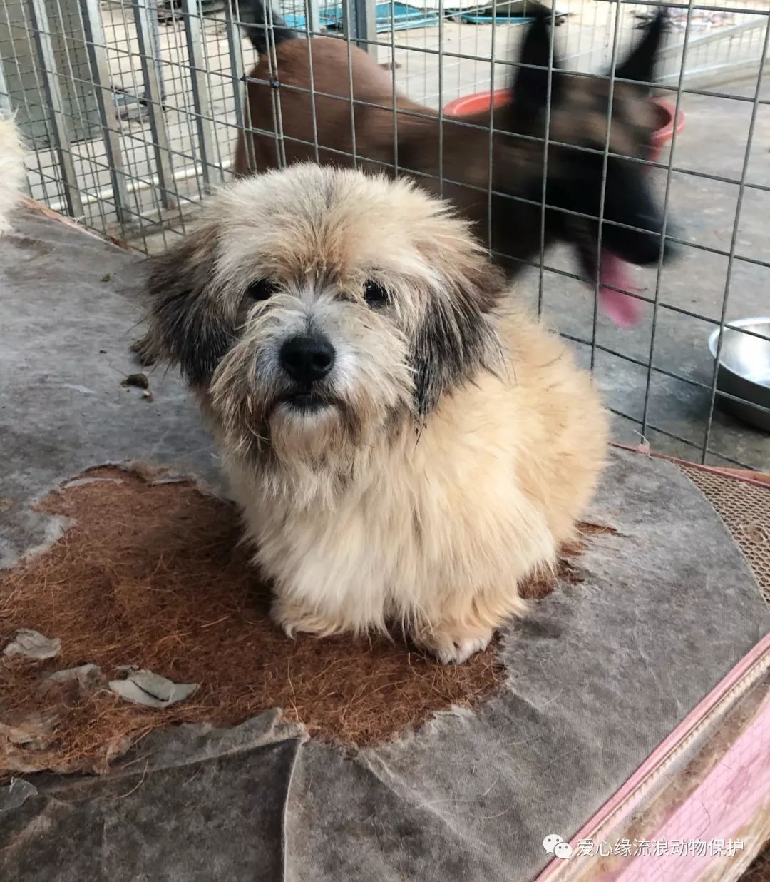 助养关爱毛娃健康成长