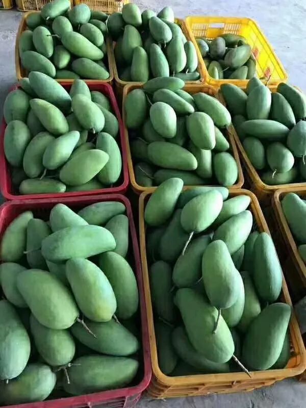 越南大青芒5斤/9斤装,芒果界的巨无霸,爽滑多汁,肉厚核薄可食用率