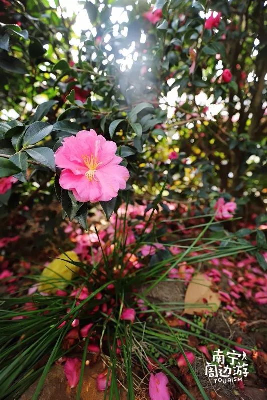 超美南宁山茶花盛开啦还有湖光倒映金黄的落羽杉赶紧拍照去