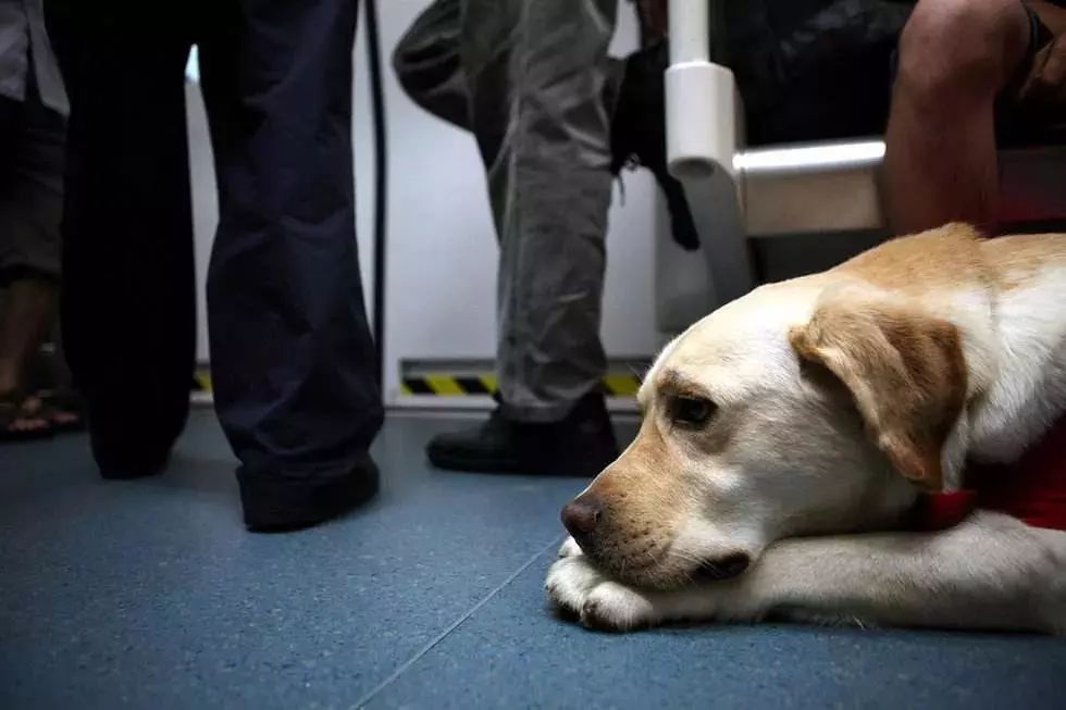 導盲犬坐地鐵被騷擾，這個舉動引來全網熱議... 寵物 第10張