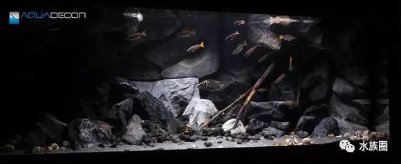 水草鱼缸造景教程视频_孔雀鱼鱼缸造景视频_鱼缸造景超长视频