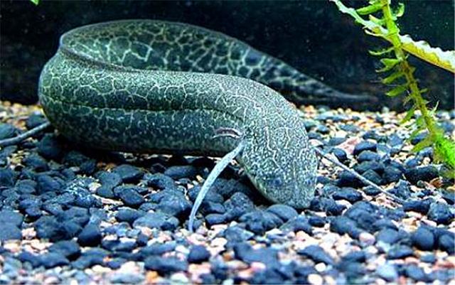 正在进化的鱼离水4年仍可存活