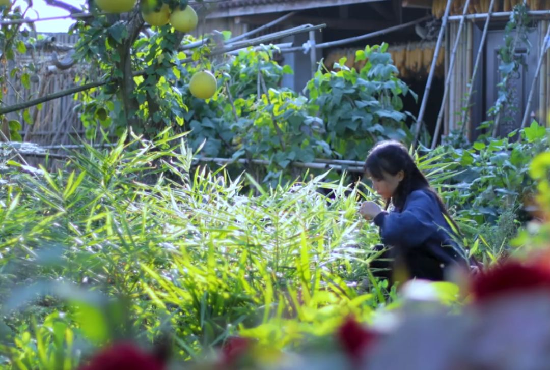 李子柒菜园图片