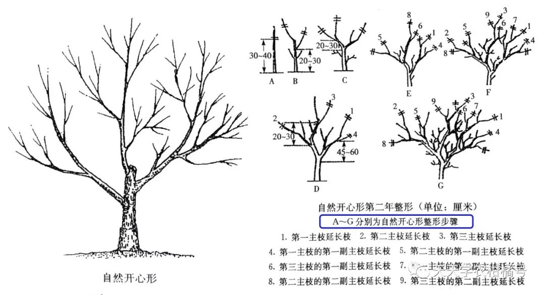 自然开心形树体结构图片