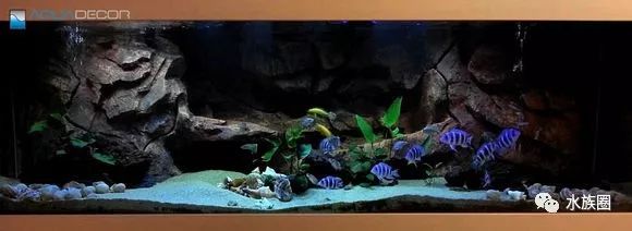 孔雀鱼鱼缸造景视频_水草鱼缸造景教程视频_鱼缸造景超长视频
