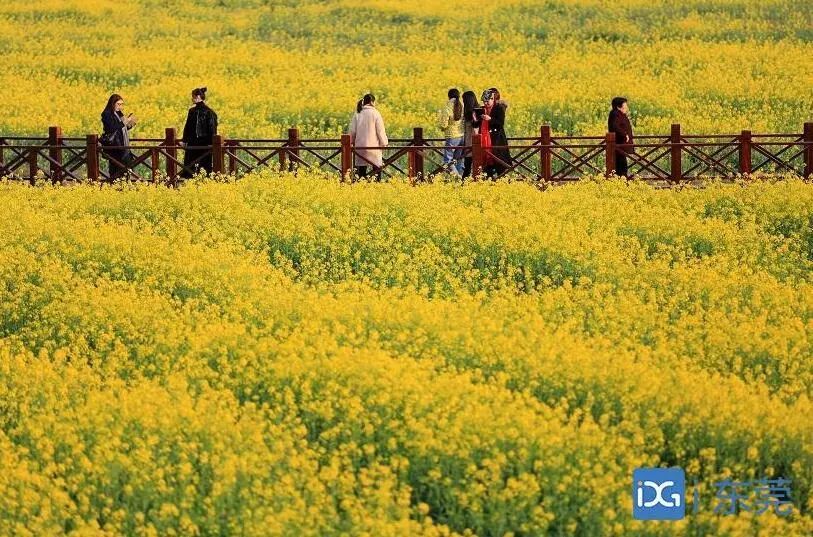东莞这里的油菜花开了!300亩花海,美成天堂!_莲湖公园