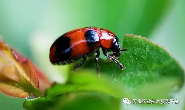 如何根据虫害特点开药方 害虫