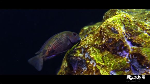 鱼缸造景超长视频_水草鱼缸造景教程视频_孔雀鱼鱼缸造景视频