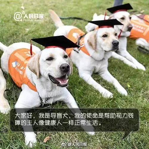 導盲犬坐地鐵被騷擾，這個舉動引來全網熱議... 寵物 第16張