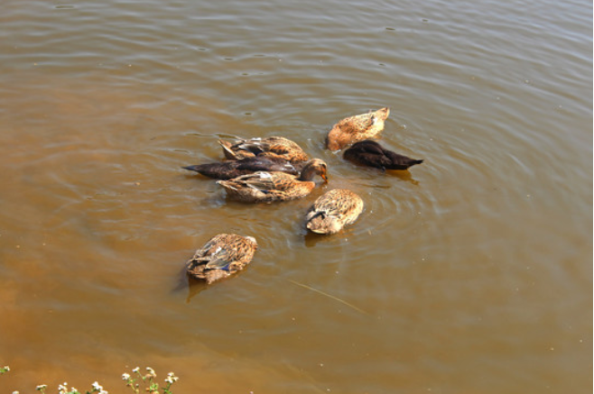 番鸭根据各个时期的生理特点及对饲养管理条件要求的不同,分为育雏期