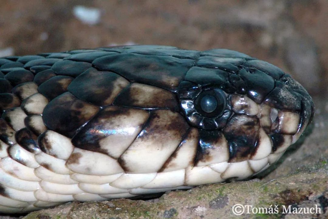 非洲毒王埃及眼镜蛇