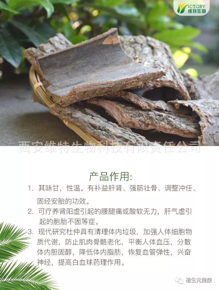 杜仲养肾护肝还能降三高植物黄金