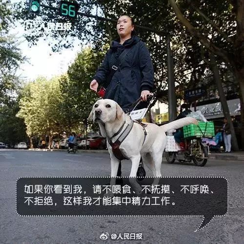 導盲犬坐地鐵被騷擾，這個舉動引來全網熱議... 寵物 第20張