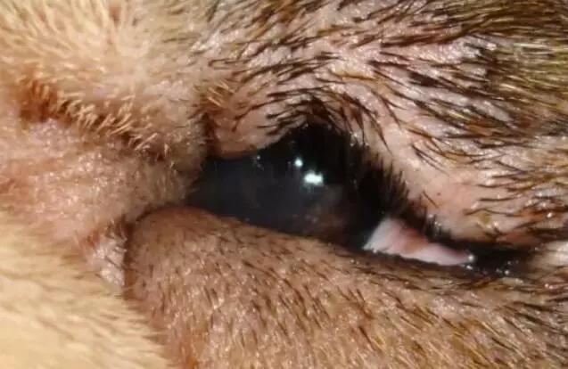这周再来一起看看狗子眼睑内翻的眼部疾病问题