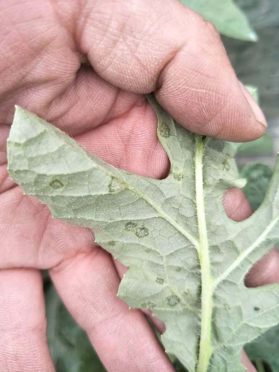 西瓜叶出现黄绿色小斑可能是得了霜霉病