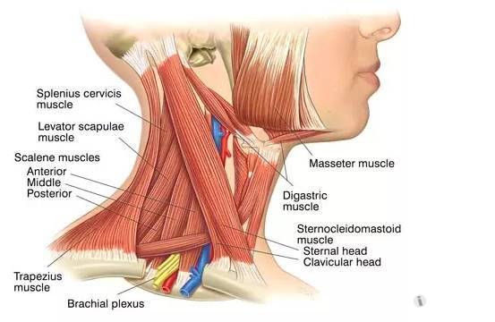 忽视颈部深层肌再多的健身都没用