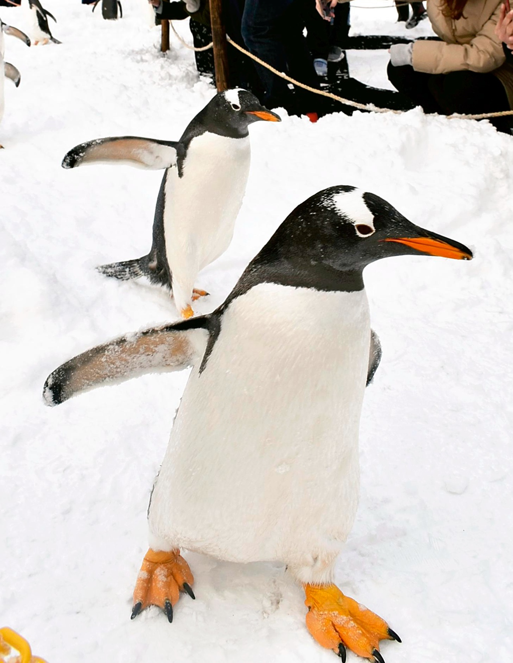 日本小樽水族馆企鹅巡游啦!"呆头呆脑"萌爆了