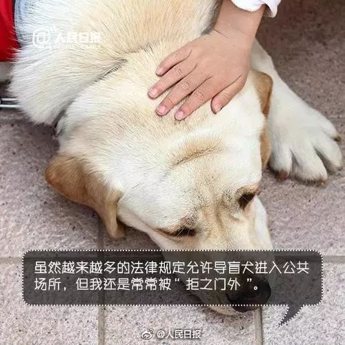 導盲犬坐地鐵被騷擾，這個舉動引來全網熱議... 寵物 第23張