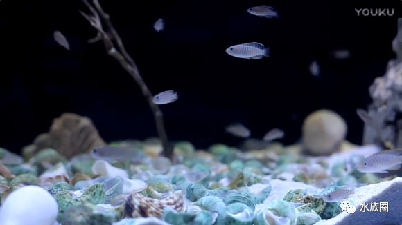水草鱼缸造景教程视频_孔雀鱼鱼缸造景视频_鱼缸造景超长视频