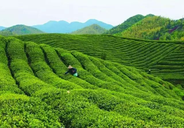 茶葉還在山上,新昌的這