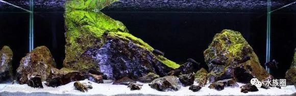 鱼缸造景超长视频_孔雀鱼鱼缸造景视频_水草鱼缸造景教程视频