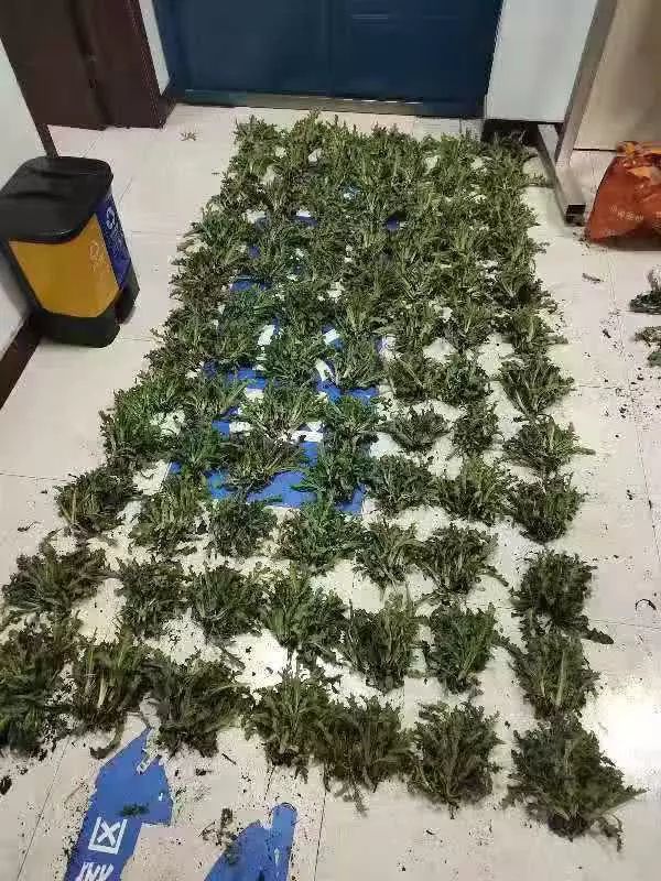 民警提醒大家,罂粟是国家管制毒品原植物,未经法定许可,任何个人单位