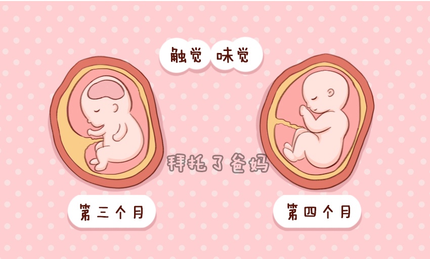 胎儿发育全过程图,原来胎宝宝在妈妈肚子里是这样长大的,神奇