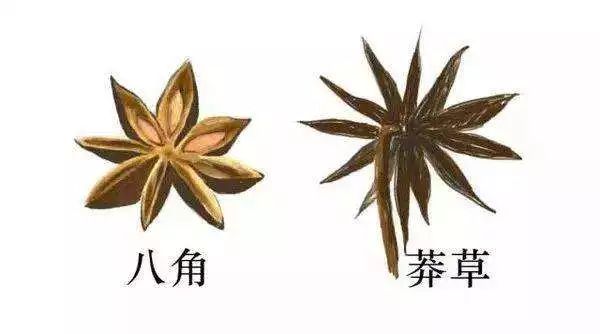 食用"假八角"对身体有害,它其中含有一定量的"莽草毒素",少量摄入体内