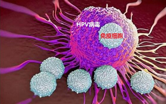 hpv病毒图片初期男性图片