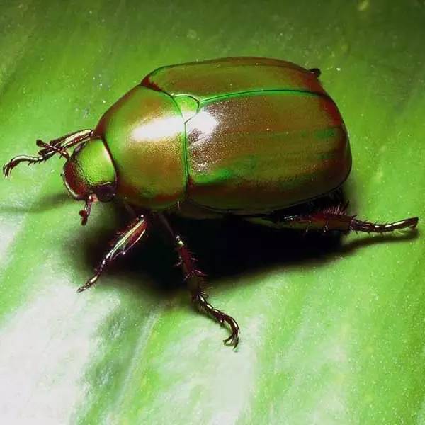 收藏 农业害虫种类很多 鞘翅目 鳞翅目 你知道怎么辨别和防治吗 杀虫剂